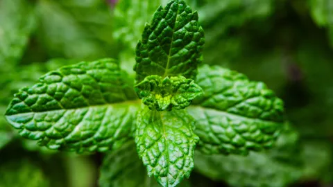 El aceite de menta es bueno para ahuyentar ratas y ratones
