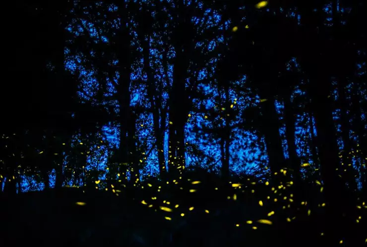 Avistamiento de luciérnagas alcanzará derrama por 48 mdp en Tlaxcala