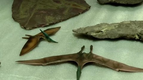 Encuentran posible fragmento de asteroide que mató a los dinosaurios