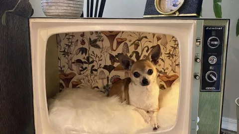 Usa tu televisión vieja para hacer una cama para tus mascotas