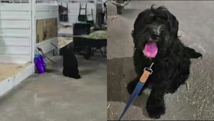 Fotos del perro Toby.