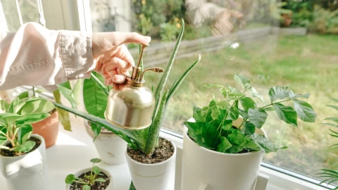 Estas son las 6 plantas que puedes poner en tu casa para ahuyentar a los mosquitos