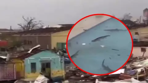 VIDEO: Tiburones llegan a piscina de hotel en Jamaica tras paso del huracán Melissa