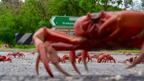 Cangrejo rojo de la Isla Navidad