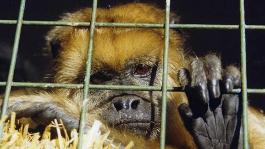 En 2006 el tráfico de especies silvestres fue de 10 millones de dólares