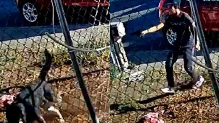 Menor dispara a perro que le ladró en Michoacán