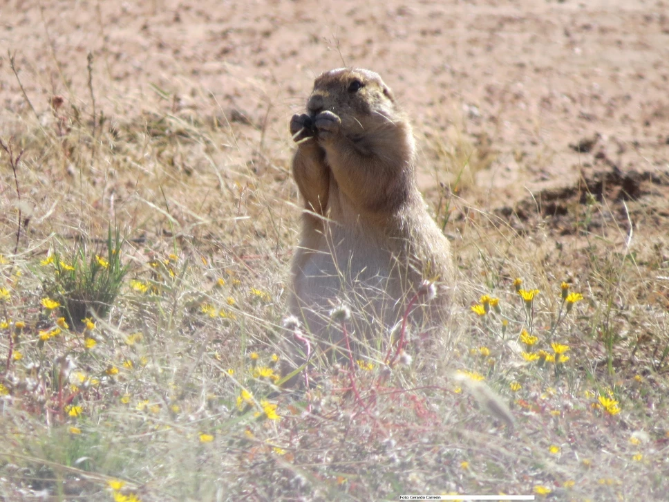 perrito-de-la-pradera-colonia-méxico