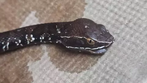 Serpiente Huolpoch mordió a un hombre mientras trabajaba