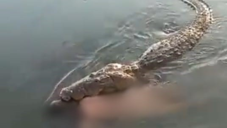 cocodrilo mata hombre