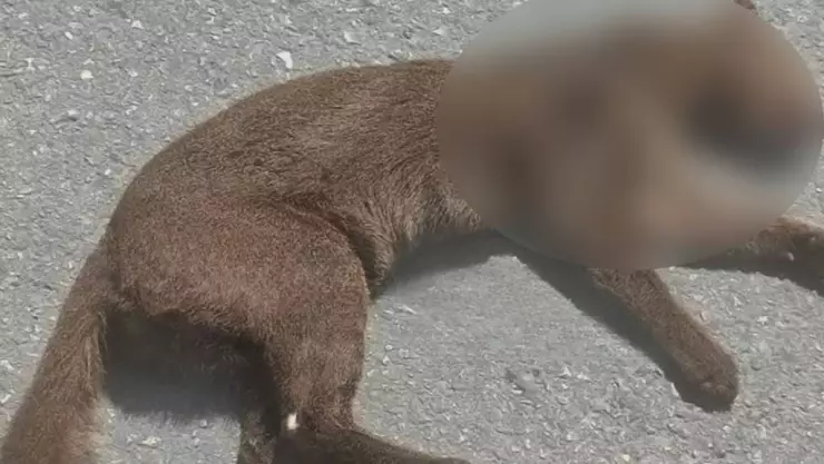 PORTADA Jaguarundi atropellado.jpg