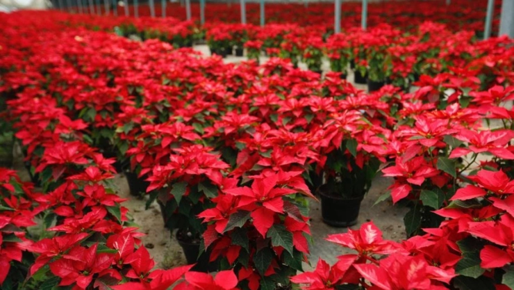 cdmx fin de semana nochebuena