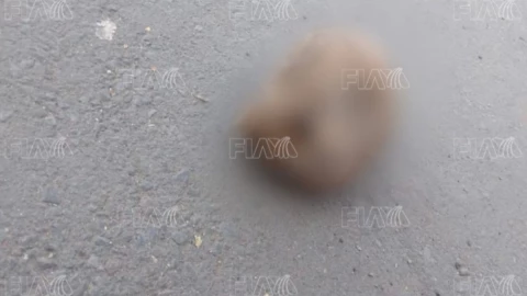 cráneo humano la loma puebla