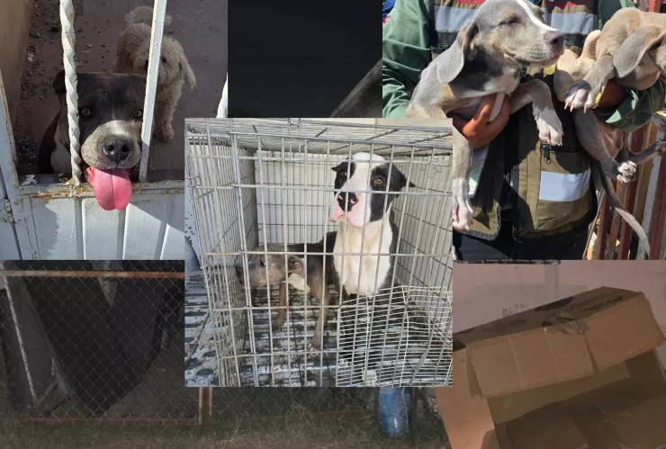 Animales rescatados.jpg