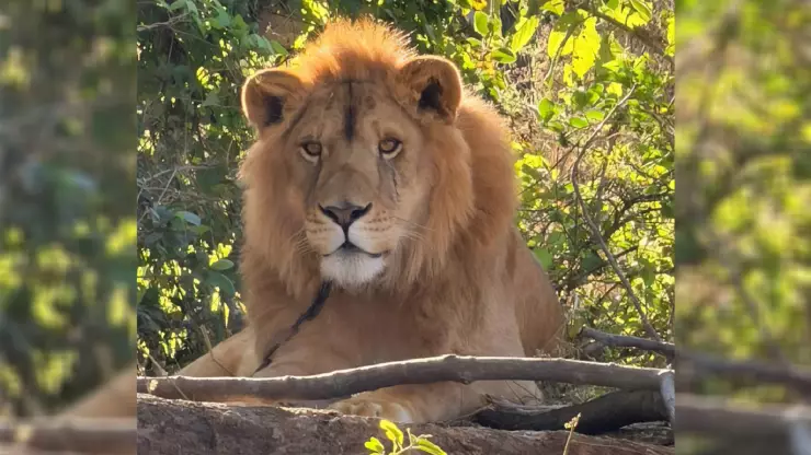 León abandonado en Nayarit