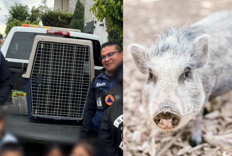 Jabalí rescatado en León, Guanajuato