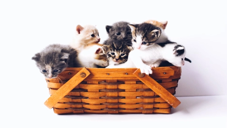 Cuáles-son-los-síntomas-de-la-alergia-para-gatos-y-cómo-se-trata