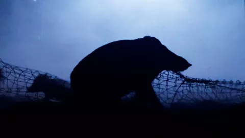 invasión de jabalíes