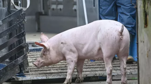 Mamíferos pueden respirar por el ano en caso de emergencia, revela estudio