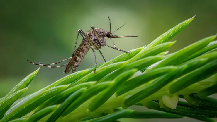 Soluciones ecoamigables para eliminar mosquitos y plagas en tu jardín.jpg