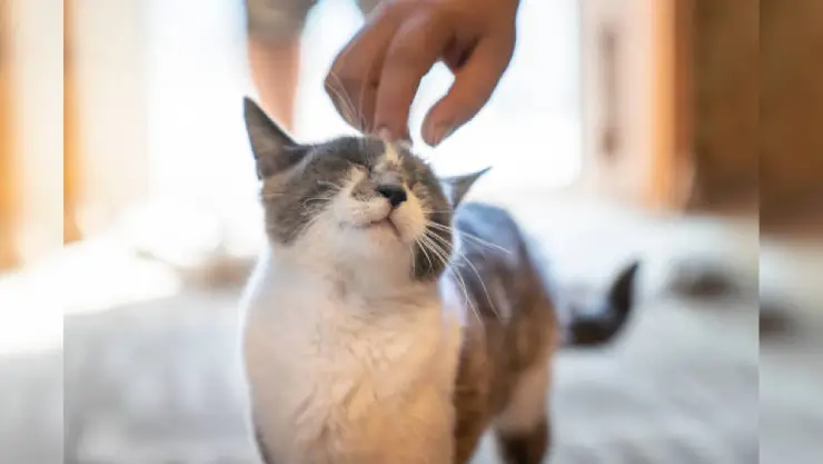Gato