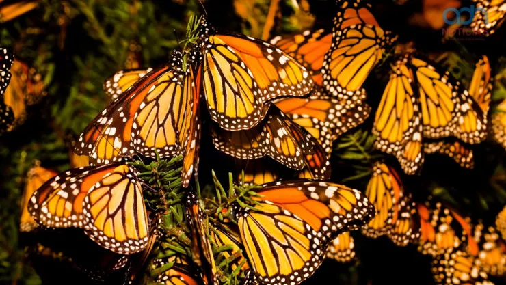 Mariposas monarca en Valle de Bravo