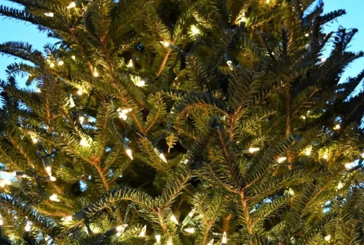 Corto circuito en ÁRBOL de NAVIDAD puede incendiar tu casa en MINUTOS: Descubre cómo evitarlo