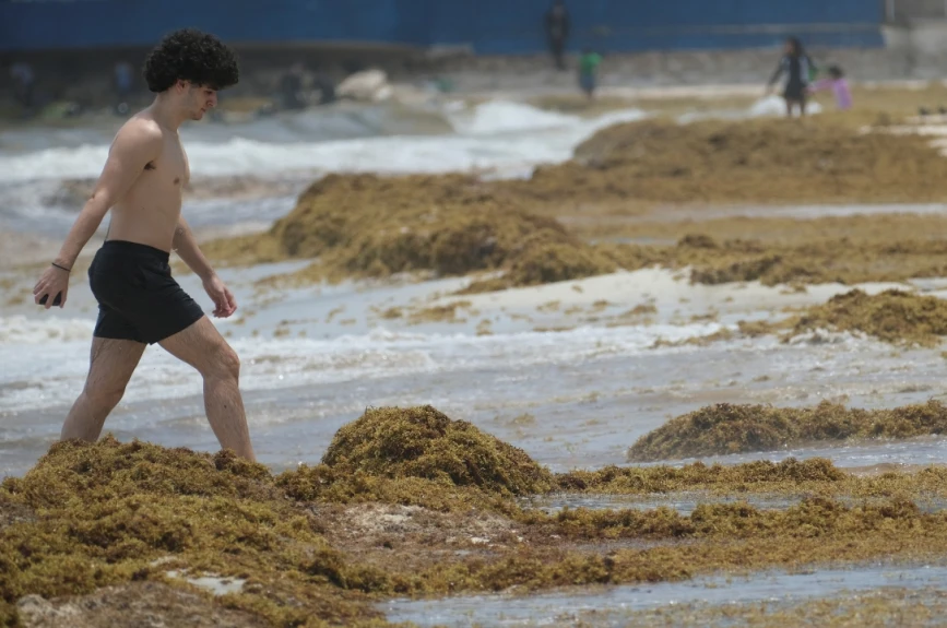 Alerta máxima en la Costa Maya de Quintana Roo: Playas de Mahahual y Xcalak invadidas de Sargazo; más de 3 mil toneladas afectan al turismo y la vida marina.