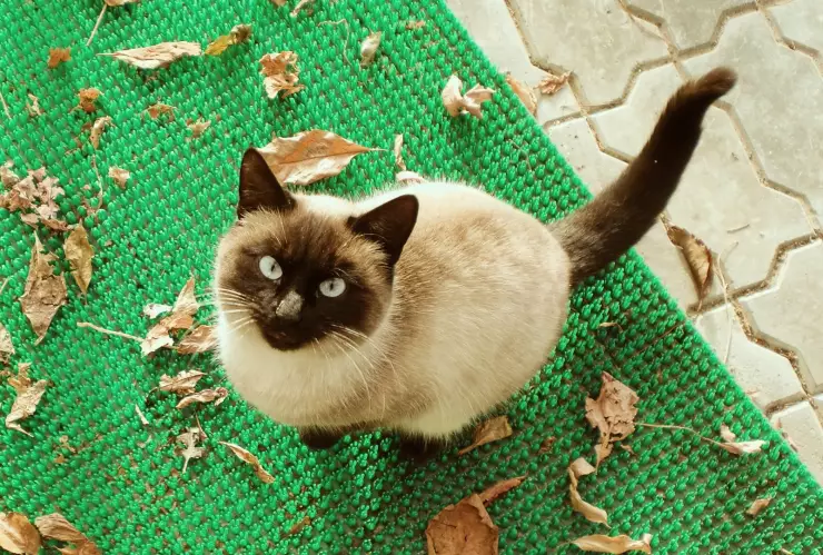 &iquest;Cu&aacute;les son las razas de gatos m&aacute;s inteligentes?