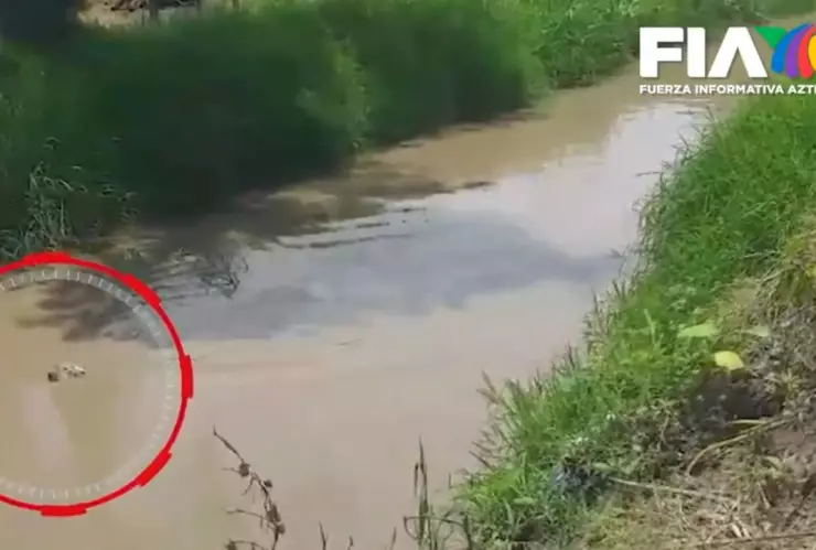 caso perrito nemito jalisco perro ciego y sordo arroyo la barca