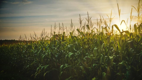 Zapopan es conocido como la ex villa maicera.jpg