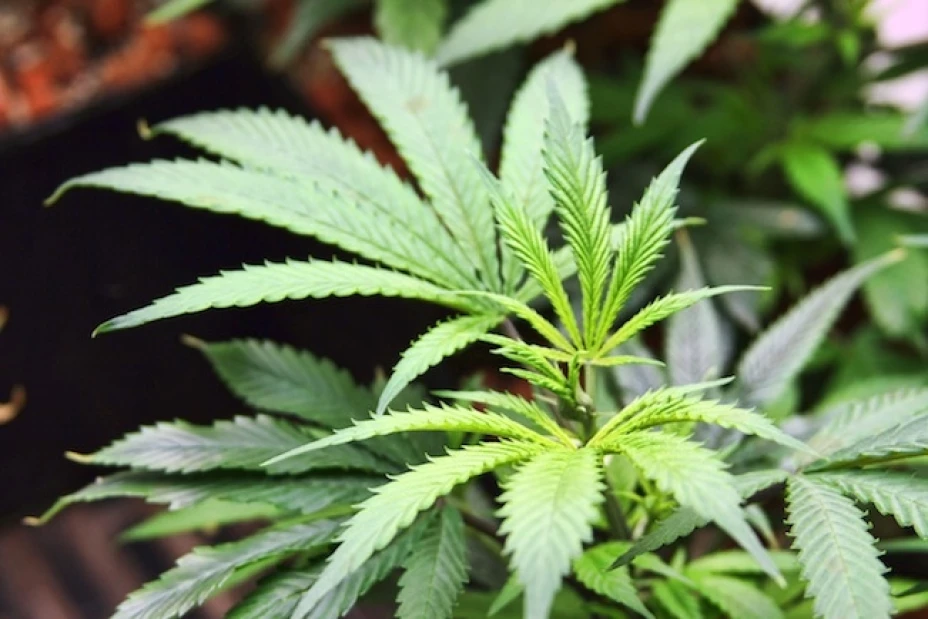 En el D.F., un legislador propondrá legalizar el uso medicinal de la mariguana