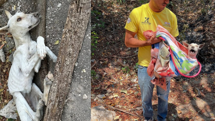Crueldad animal en Chiapas: El caso de Nube, la perrita rescatada en San Joaquín, Chiapa de Corzo