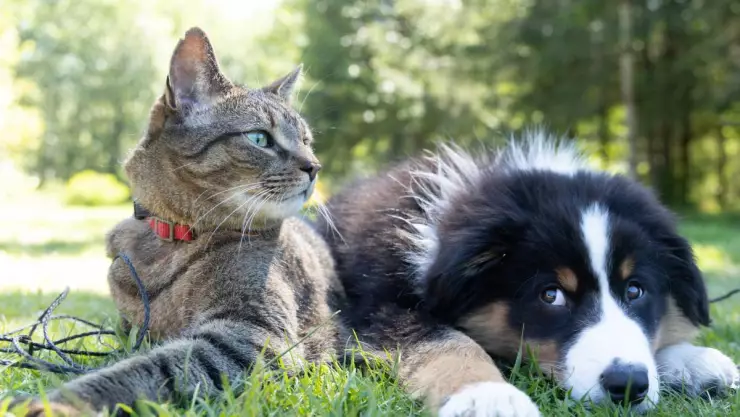 Mujer deja su millonaria herencia a sus perros y gatos antes que a sus hijos