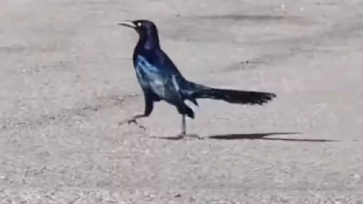 ¡Insólito! Captan a zanate mexicano en Corea del Sur y causa furor