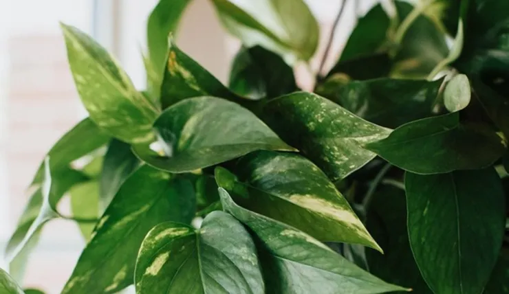 Plantas de interior