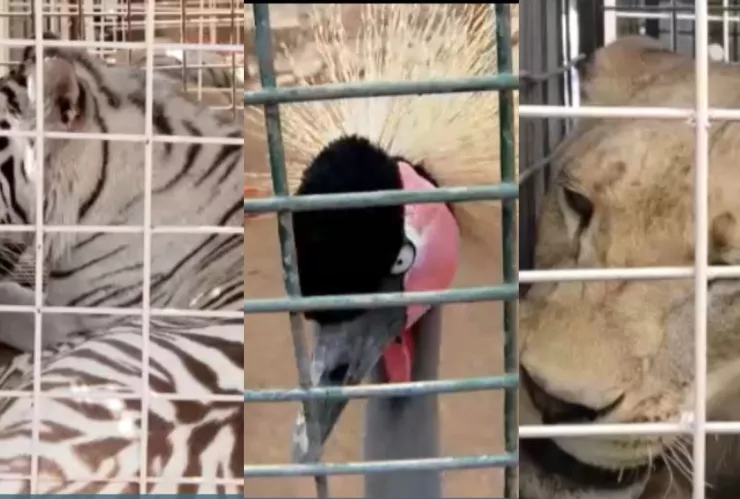 700 animales son reubicados por la violencia en Culiacán