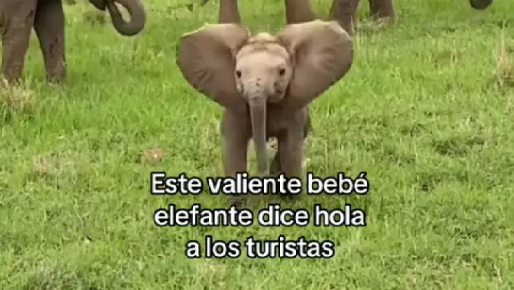 VIDEO_ El saludo que hizo un bebé elefante a un grupo de turistas y que enterneció a todo internet