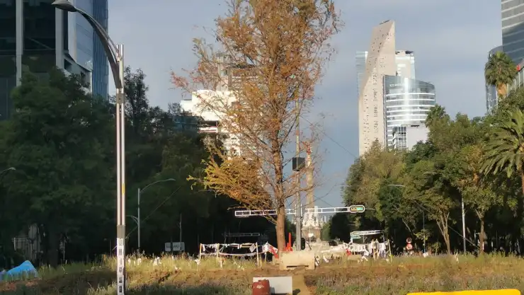 El ahuehuete de Reforma está amarillo por adaptación Sedema