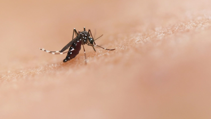virus-del-nilo-estados-unidos-que-es