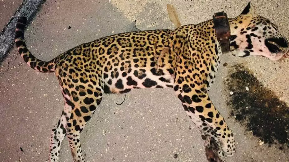 Atropellan a jaguar en la carretera de Playa del Carmen