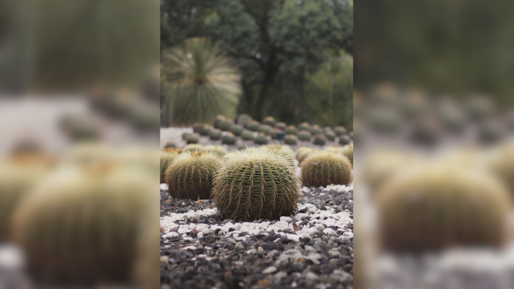 Multa por tener esta planta en México: Sanciones de dinero y cárcel