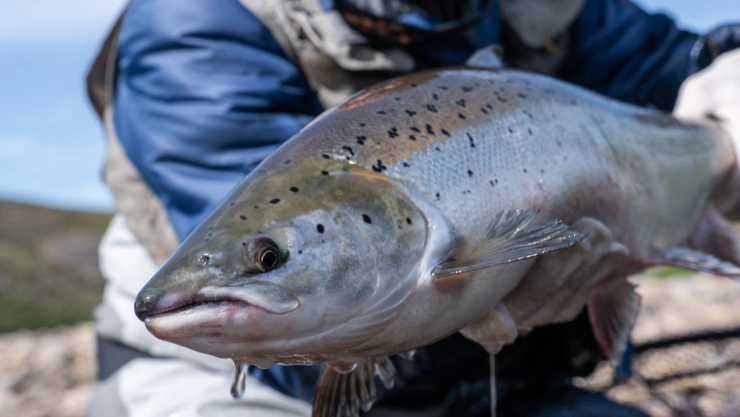 Salmón Chinook