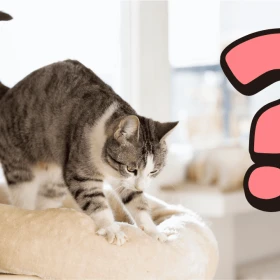 Esta es la razón por la que los gatos amasan las cosas, según los expertos.png