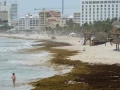 Alerta máxima en la Costa Maya de Quintana Roo: Playas de Mahahual y Xcalak invadidas de Sargazo; más de 3 mil toneladas afectan al turismo y la vida marina.