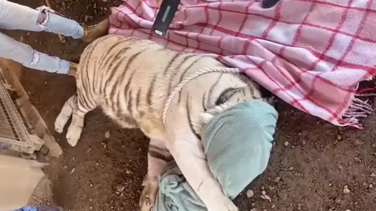 Tigres asegurados en el municipio de Sinaloa