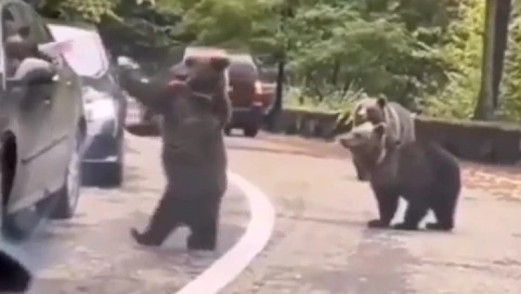 VIDEO - Osezno decide saludar y le choca los cinco a un automovilista
