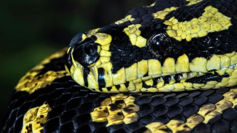 Encuentran el cuerpo de una mujer dentro del ESTÓMAGO de una pitón gigante.