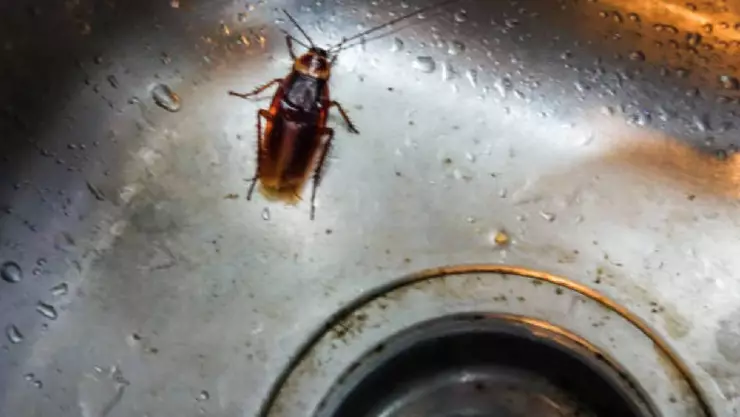 Cosas que debes dejar de hacer que atraen a las cucarachas en verano.jpg