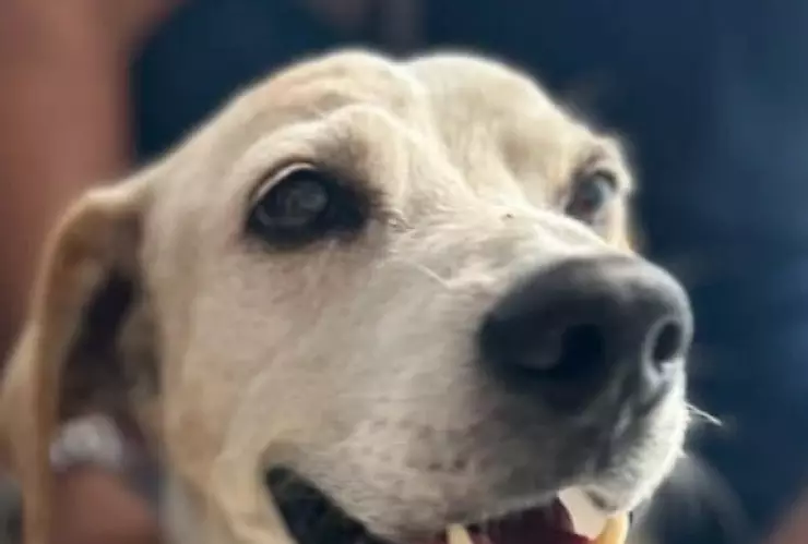 willys encuentra familia