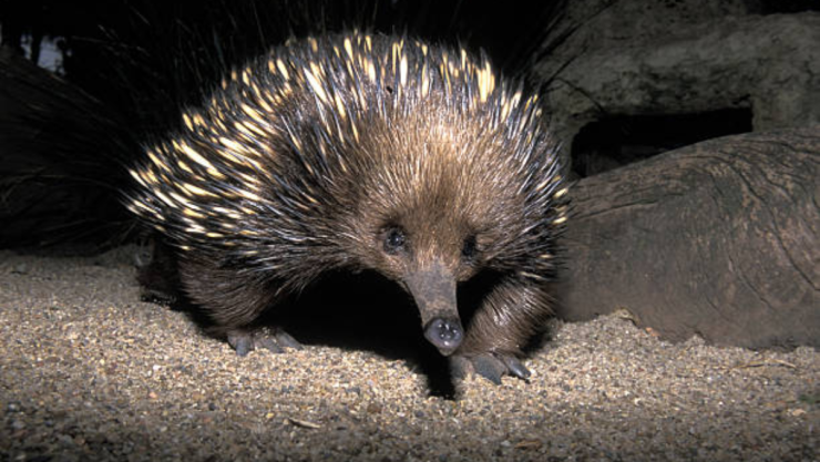 Equidna de pico corto